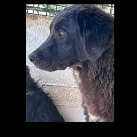 Basile photo 2