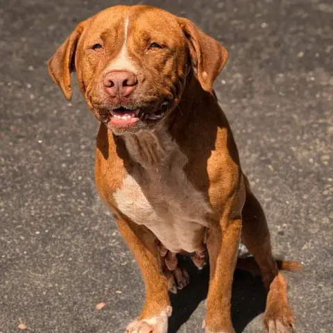 Starlett Chienne