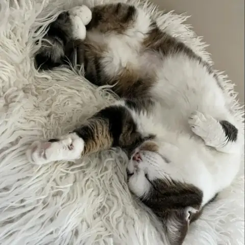 Patoune photo 2
