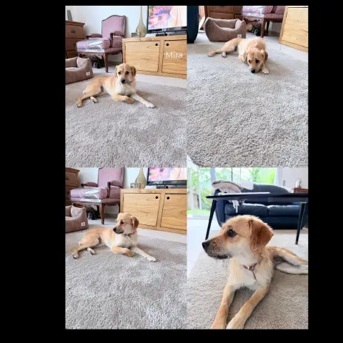 Mira