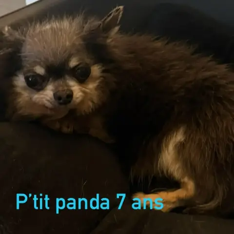 P'Tit Panda