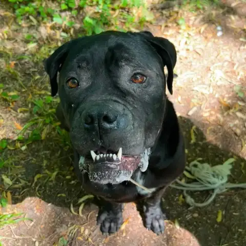 Ryiu