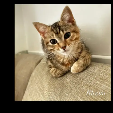 Bloom