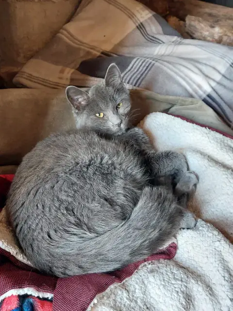 Ricardo