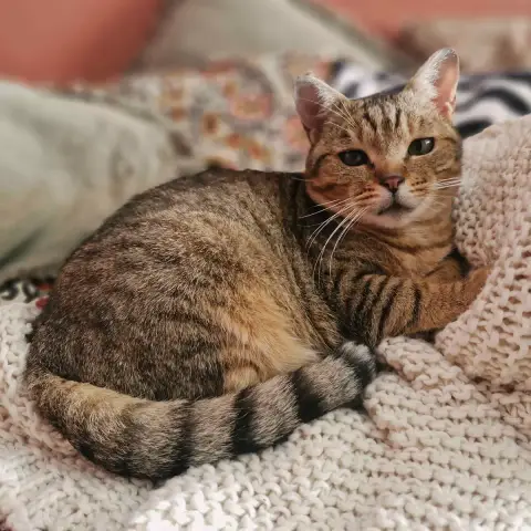 Frida