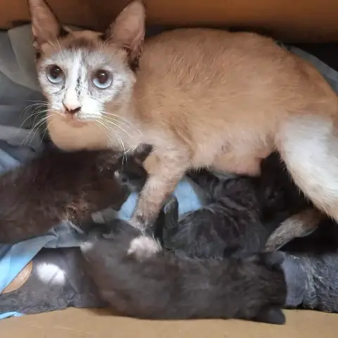 Bianca Chatte Style Siamoise