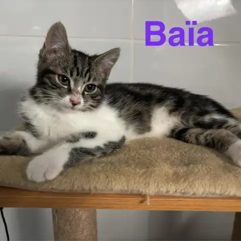 Baïa