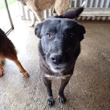Meii