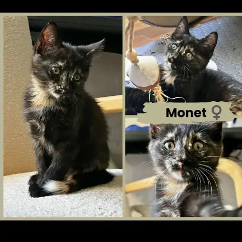 Monet Et Pica photo 2