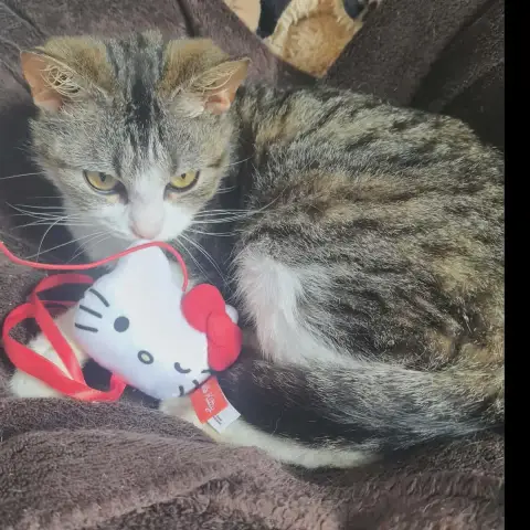 Kitty photo 3