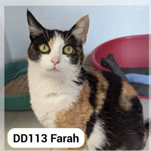 Farah