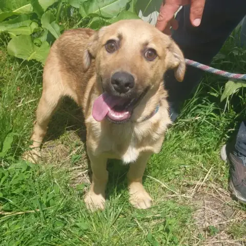 Zola