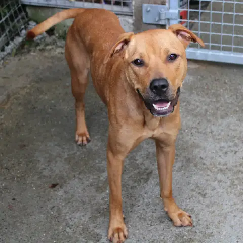 Nala photo 3