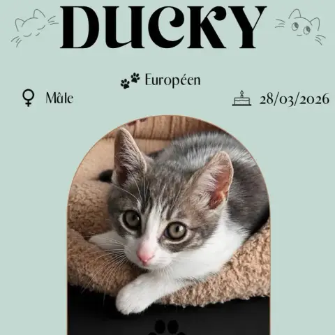 Ducky