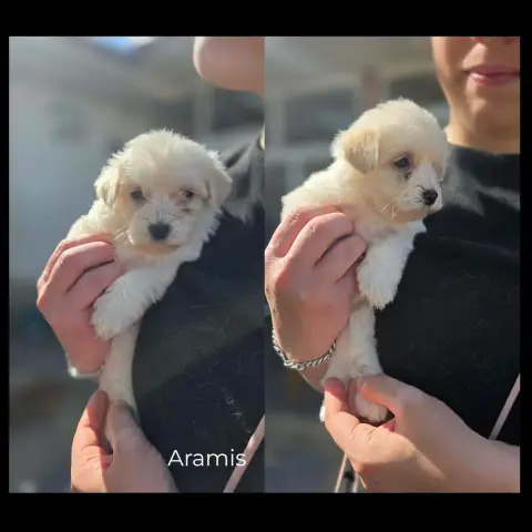 Aramis