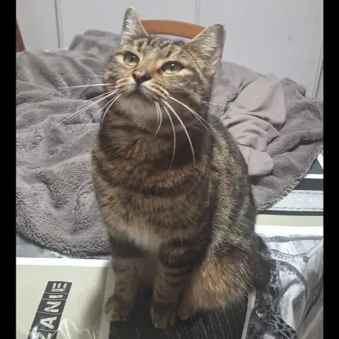 Nova