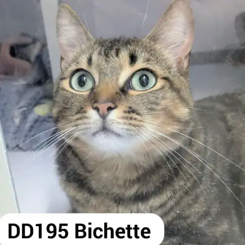 Bichette