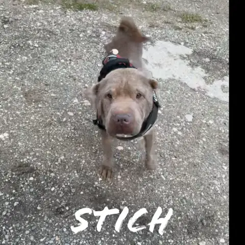Stich