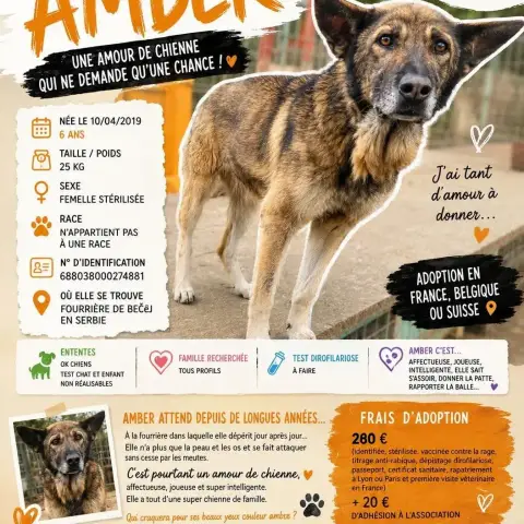 Amber photo 2