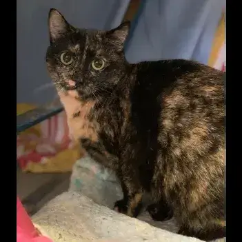 Rosie