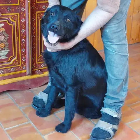 Loki
