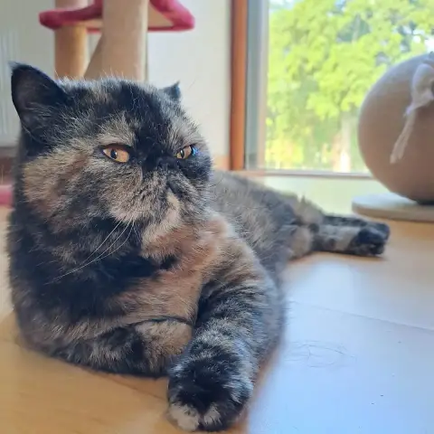 Saya