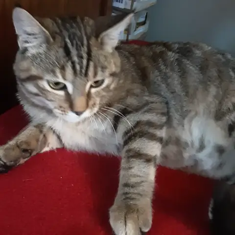 Shiva photo 2