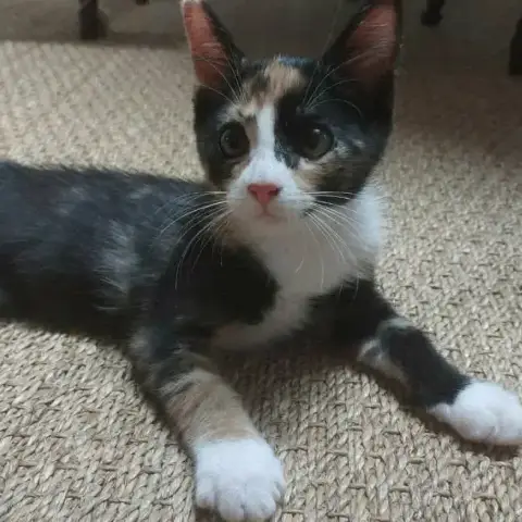 Boldie photo 3