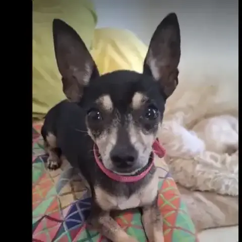 Adopter Ziggy Le Petit Pinscher