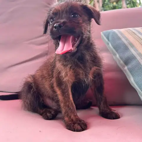Milo