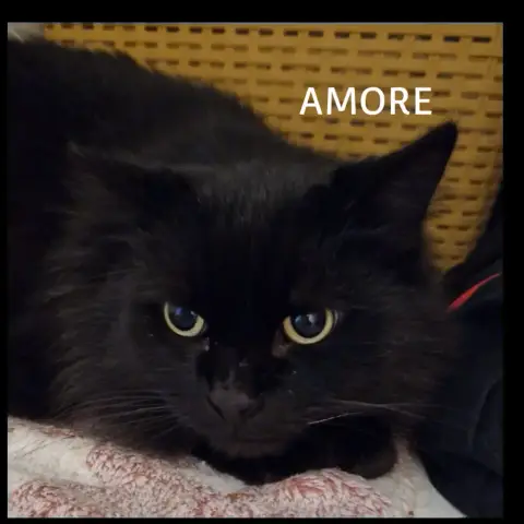 Amore