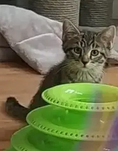 4 Chatons Shana