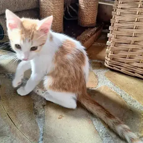 ✨️ Moo ✨️ 🐱 photo 3