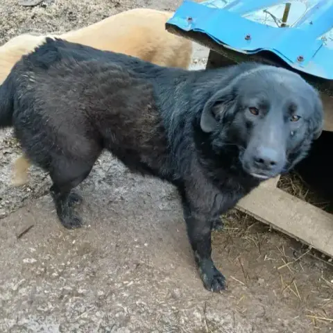 Suzie photo 3