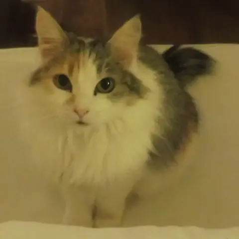 Poupette