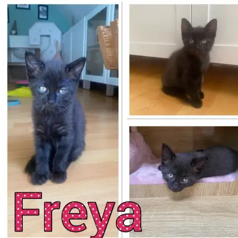 Freya