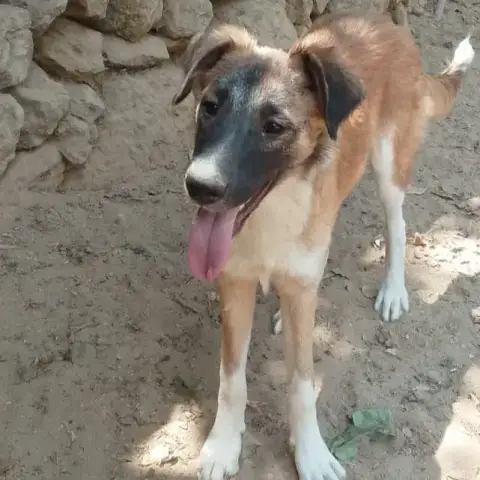Mia