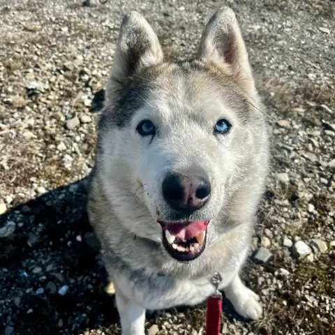 Niro