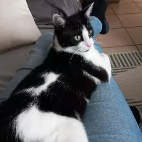 Anakine photo 2