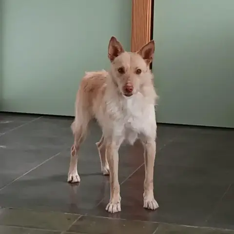 Dilgo