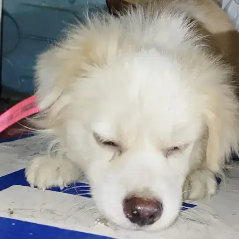 Cooper photo 2