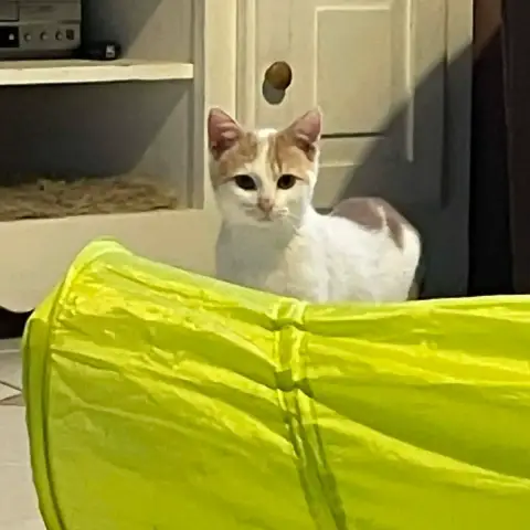 Caramel