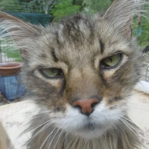Parrainage D'Un Chat Ou D'Un photo 2