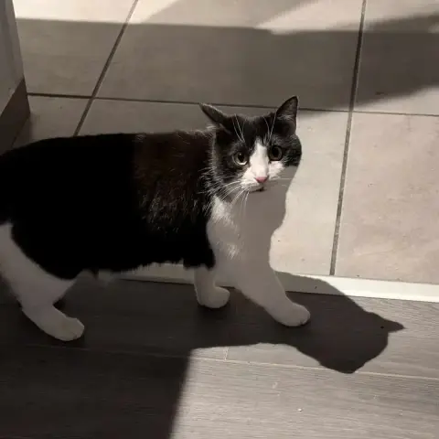 Praline