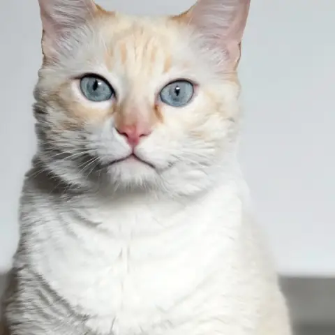 Kiki