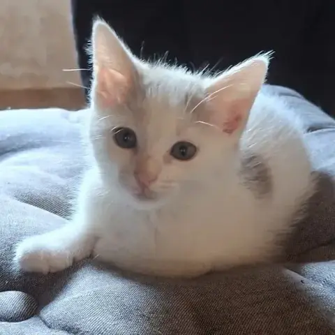 Adèle