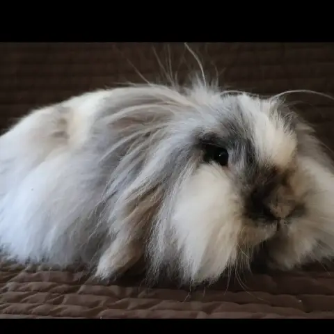 Vaia