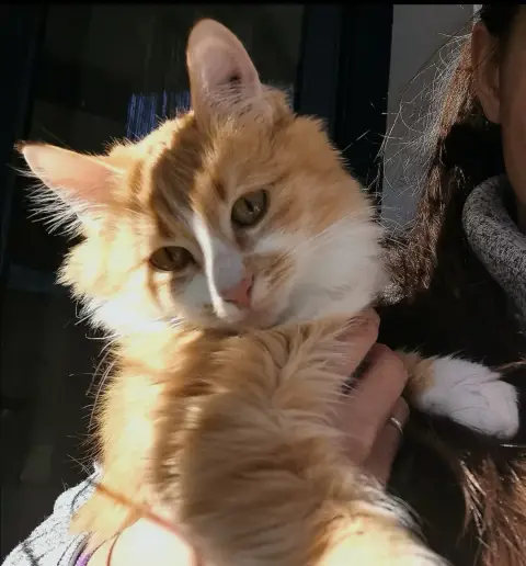 Praline