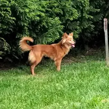 Raposinha