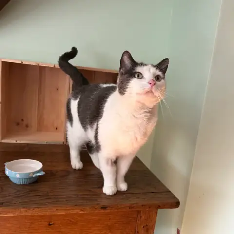 Lucille